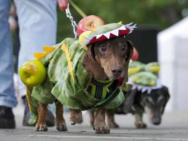 Gemesnya Anjing Dachshund Saat Ikut Parade di Rusia