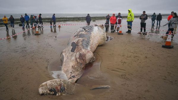 Kasian! Ada Paus Minke Terdampar di Pantai Redcar Inggris