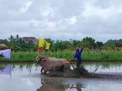 Tradisi Makepung Lampit Jembrana Jadi Warisan Budaya Tak Benda