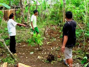Geger Babi Hutan Masuk Permukiman Warga di Sigaluh Banjarnegara Geger Babi Hutan Masuk Permukiman Warga di Sigaluh Banjarnegara
