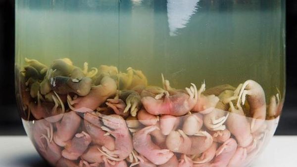 10 Potret Makanan di Museum Makanan Ini Menjijikkan dan Bikin Mual