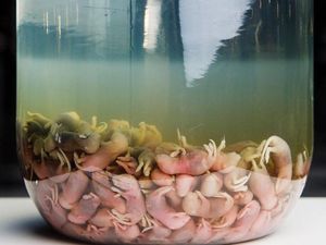 10 Potret Makanan di Museum Makanan Ini Menjijikkan dan Bikin Mual