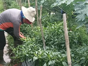 Petani Jembarana Semringah Saat Panen Harga Cabai Melonjak
