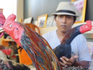 Ayam Jago Tiruan Bikin Tarjaya Ketiban Cuan Jutaan Rupiah per Hari
