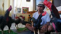 Potret Boneka Ayam Khas Indramayu, Cuannya Enggak Main-main Bosku!