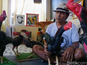 Potret Boneka Ayam Khas Indramayu, Cuannya Enggak Main-main Bosku!