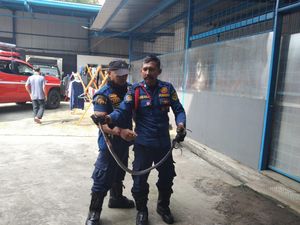 Aksi Damkar Evakuasi Ular King Koros dari Motor Warga Cibinong