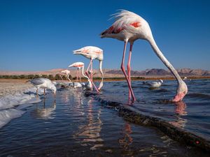 Bikin Terkesima, Ini Jawara Kontes Foto Burung