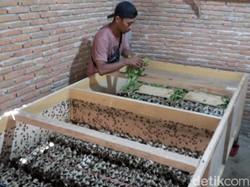 Kisah Pria Lulusan SD di Polman Budidaya Jangkrik, Raup Jutaan Rupiah Sebulan