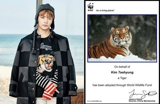 Hadiah berupa aposi harimau untuk V BTS /Foto: allkpop.com Foto: allkpop.com
