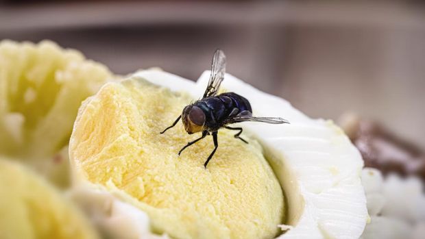 infestation of flies on food, rice and rotten eggs, insects indoors, house pest