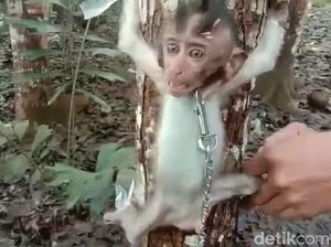 Sadis! Bayi Monyet di Tasikmalaya Disiksa hingga Mati Hanya demi Konten Sadis! Bayi Monyet di Tasikmalaya Disiksa hingga Mati Hanya demi Konten
