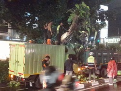 Pohon Tumbang di Jl Pajajaran Bogor Timpa Mobil Ekspedisi hingga Rusak