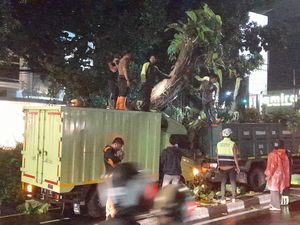 Waspada, 162 Pohon di Jalan Kota Bogor Rawan Tumbang Waspada, 162 Pohon di Jalan Kota Bogor Rawan Tumbang