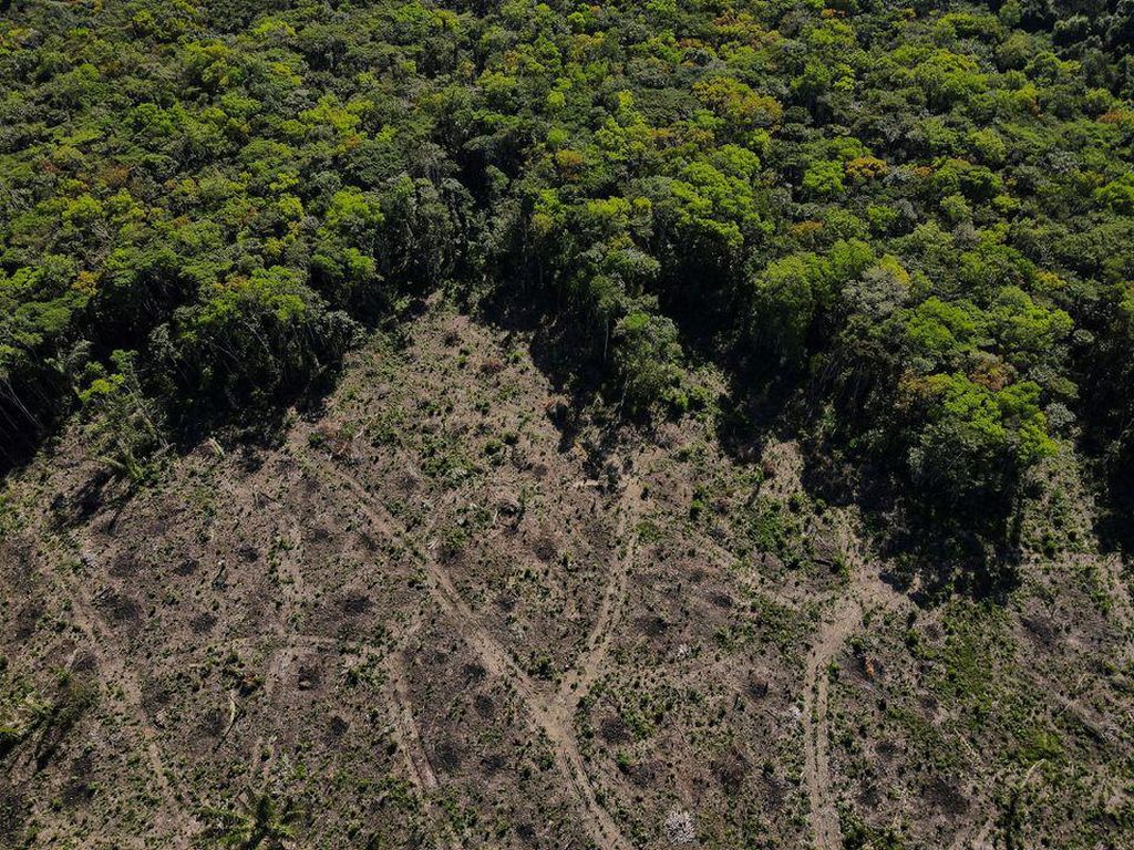 Waduh! Indonesia-Brasil Penyebab Terbesar Hilangnya Hutan Tropis