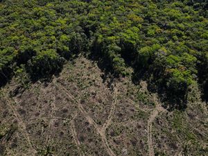Penggundulan Hutan Akibatkan Lebih Banyak Penyakit Menular pada Manusia Penggundulan Hutan Akibatkan Lebih Banyak Penyakit Menular pada Manusia