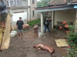 Truk Angkutan Babi Terguling, Lintas Timur Palembang-Jambi Tersendat