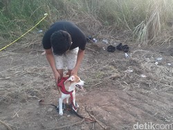 Kisah Mochi Anjing PNS Semarang Ikut Cari Bagian Tubuh Majikannya