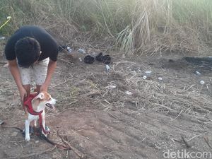 Momen Sedih Mochi Anjing Kesayangan PNS Iwan Ikut Cari Potongan Tubuh Majikan Momen Sedih Mochi Anjing Kesayangan PNS Iwan Ikut Cari Potongan Tubuh Majikan