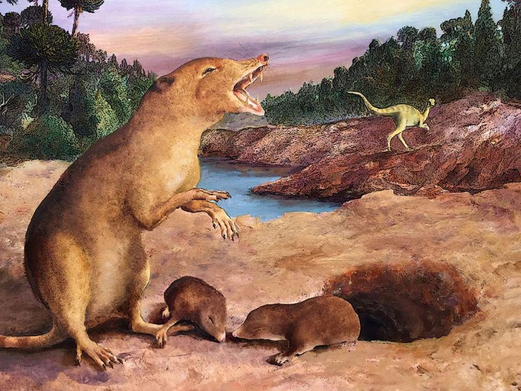 Ini Hewan Mamalia Tertua yang Disebut Hidup Bersama Dinosaurus