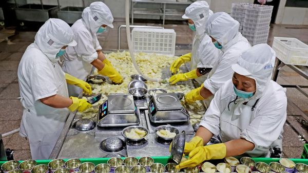 Nih Cara China Racik Buah Persik untuk Diekspor