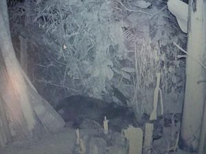 Menelisik Penyebab Konflik Macan-Manusia hingga Keasrian Gunung Kareumbi