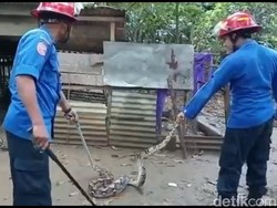 6 Ular di Trenggalek Dievakuasi Selama 2 Pekan, Ada Piton hingga Kobra
