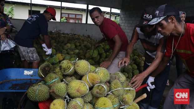 Masyarakat berkumpul menikmati buah durian pada Festival Makan Durian di Negeri Hutumuri Kecamatan Leitmur Selatan, Ambon, Minggu, 10 Juli 2022. Festival ini diadakan setahun sekali saat musim durian di desa ini. Ribuan durian yang disediakan merupakan kumpulan dari warga yang memiliki kebun durian. Tarif masuk ke festival ini Rp 50 ribu per orang  makan durian sepuasnya. CNN Indonesia/Safir Makki