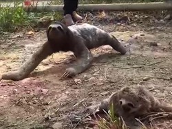 Tangis Bayi Kungkang Saat Dipertemukan dengan Induknya Usai Terpisah