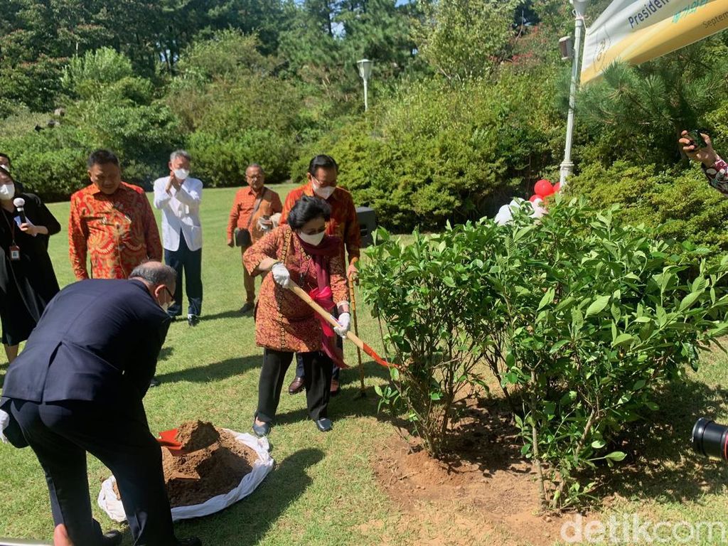 Megawati Tanam Pohon di Jeju Korsel, Ingatkan Bahaya Global Warming