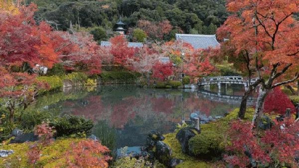 Panorama Musim Gugur yang Syahdu di Jepang