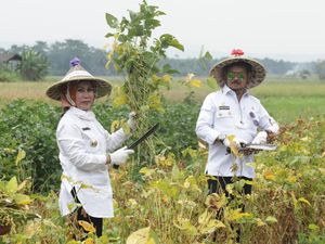 Varietas Migo Sukses, Kabupaten Serang Bersiap Jadi Sentra Kedelai