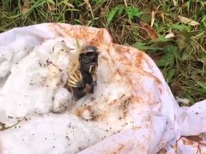 Cerita Warga soal Jenglot Bergelang Emas di Bogor Dikubur Bersama Ayam Cerita Warga soal Jenglot Bergelang Emas di Bogor Dikubur Bersama Ayam