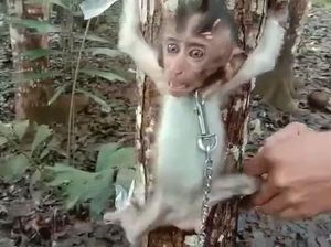Media Asing: Sindikat Internasional di Balik Penyiksaan Sadis Monyet di Indonesia Media Asing: Sindikat Internasional di Balik Penyiksaan Sadis Monyet di Indonesia