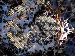 Benarkah Lebah Akan Mati Setelah Menyengat Manusia? Berikut Penjelasannya