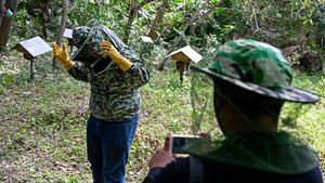 Begini Proses Memanen Madu Hutan di Aceh, Makin Cuan Saja