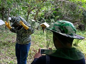 Begini Proses Memanen Madu Hutan di Aceh, Makin Cuan Saja