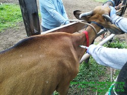 Wabah PMK Masih Ada, 24 Provinsi Dilaporkan Terdampak Kasusnya