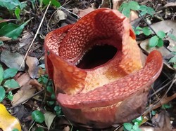 Pertama Kalinya Rafflesia Arnoldii Mekar di Luar Habitat