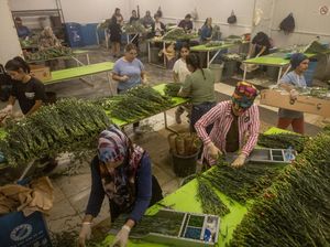 Sibuknya Petani Bunga Terima Order untuk Pemakaman Ratu Elizabeth II Sibuknya Petani Bunga Terima Order untuk Pemakaman Ratu Elizabeth II
