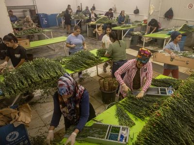 Sibuknya Petani Bunga Terima Order untuk Pemakaman Ratu Elizabeth II