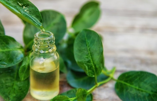 Tea tree oil mampu mengatasi bakteri penyebab jerawat