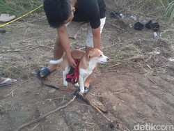 Anjing Kesayangan PNS Semarang Ikut Cari Potongan Tubuh Majikan