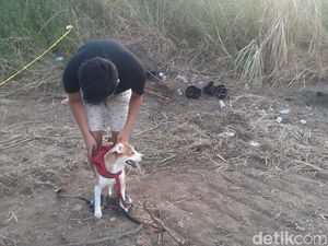 Kisah Mochi, Anjing PNS Semarang Ikut Cari Potongan Tubuh Majikan Kisah Mochi, Anjing PNS Semarang Ikut Cari Potongan Tubuh Majikan