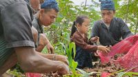 Asyik! Warga Baduy Lebak Panen Jahe Merah