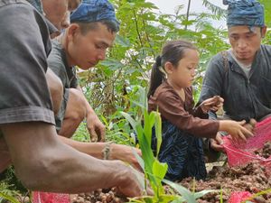 Asyik! Warga Baduy Lebak Panen Jahe Merah