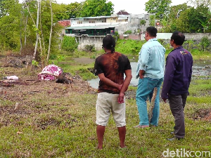 Kerbau Bunting di Lumajang Dijagal Maling, Hanya Sisakan Kepala dan Tulang