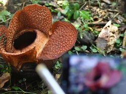 Mengenal Keanekaragaman Hayati: Definisi, Tingkatan, dan Manfaat