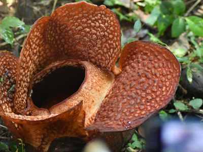 Momen Langka, Bunga Rafflesia Arnoldii Mekar di Kebun Raya Bogor