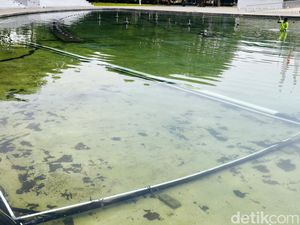Penyebab Air Kolam Ikan Berwarna Hijau dan Cara Mengatasinya